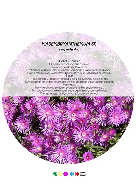 An Alternative to Lawn – 5 Ground-Cover Plants