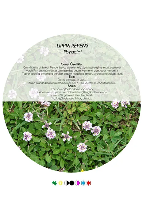 An Alternative to Lawn – 5 Ground-Cover Plants