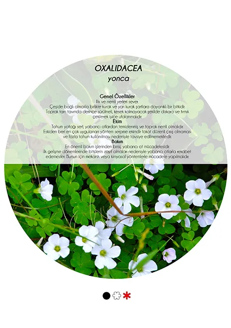 An Alternative to Lawn – 5 Ground-Cover Plants