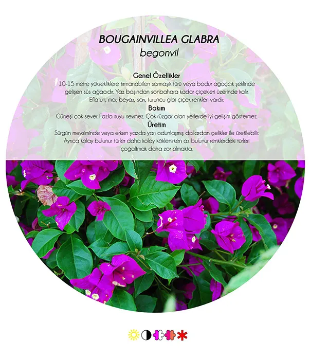 5 Climbing Plants Suited to the Mediterranean Climate
