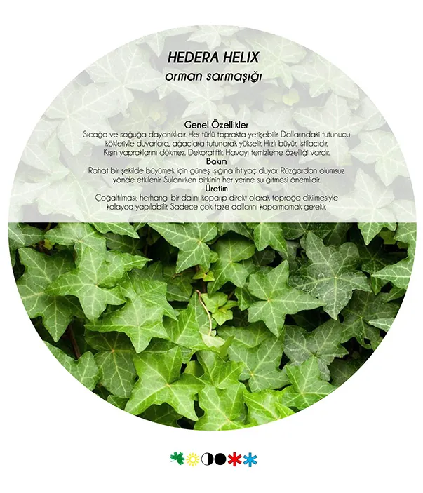 5 Climbing Plants Suited to the Mediterranean Climate