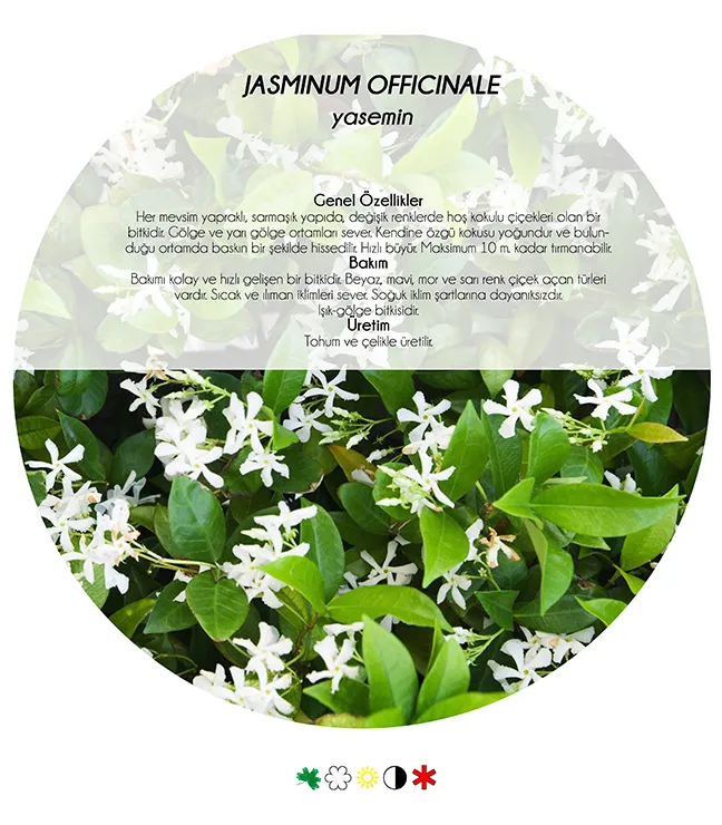 5 Climbing Plants Suited to the Mediterranean Climate