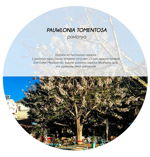 5 Characteristic Trees of Kaş