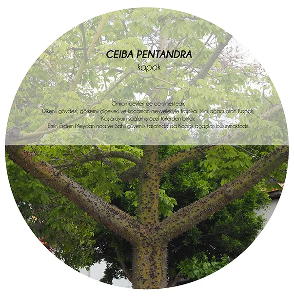 5 Characteristic Trees of Kaş