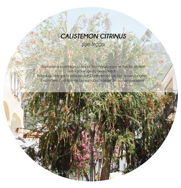 5 Characteristic Trees of Kaş