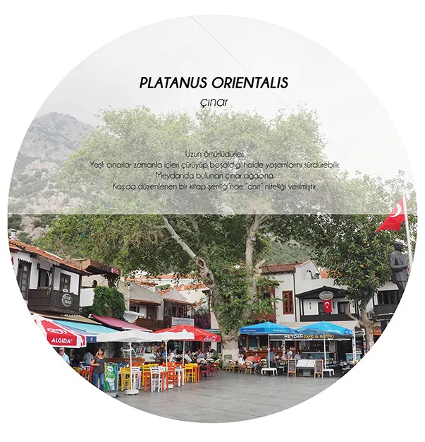5 Characteristic Trees of Kaş