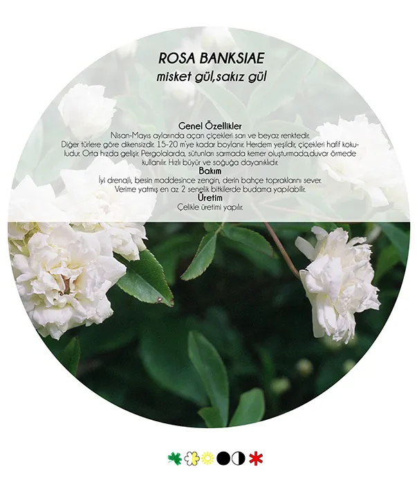 5 Climbing Plants Suited to the Mediterranean Climate