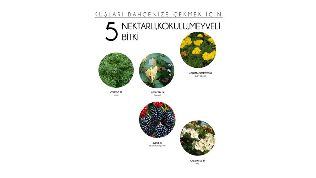 Kuşları Bahçenize Çekmek İçin 5 Nektarlı Kokulu Meyveli Bitki