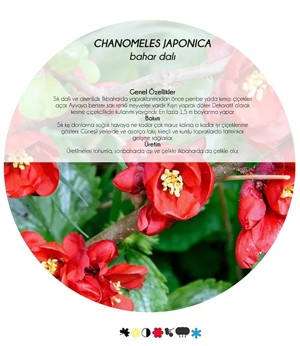 Rock Gardens and 5 Drought-Tolerant Plants