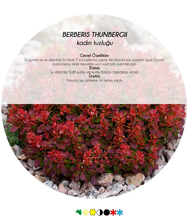 Rock Gardens and 5 Drought-Tolerant Plants