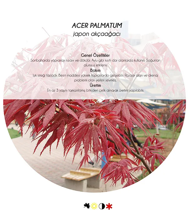 Rock Gardens and 5 Drought-Tolerant Plants