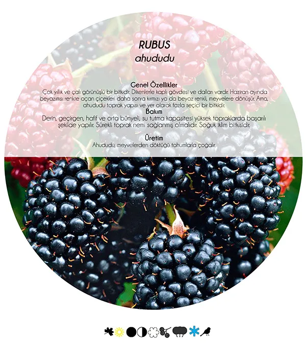 5 Nectar-Rich, Fragrant, Fruiting Plants to Draw Birds to Your Garden