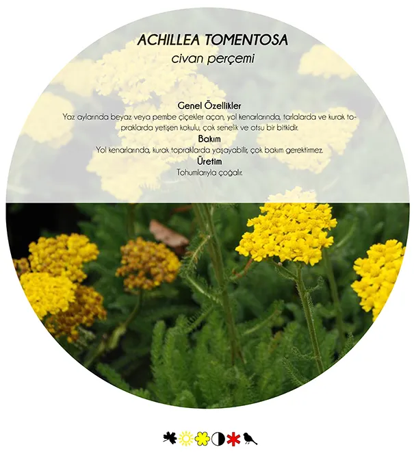 5 Nectar-Rich, Fragrant, Fruiting Plants to Draw Birds to Your Garden