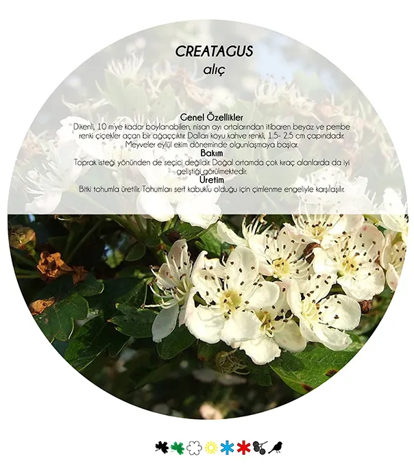 5 Nectar-Rich, Fragrant, Fruiting Plants to Draw Birds to Your Garden