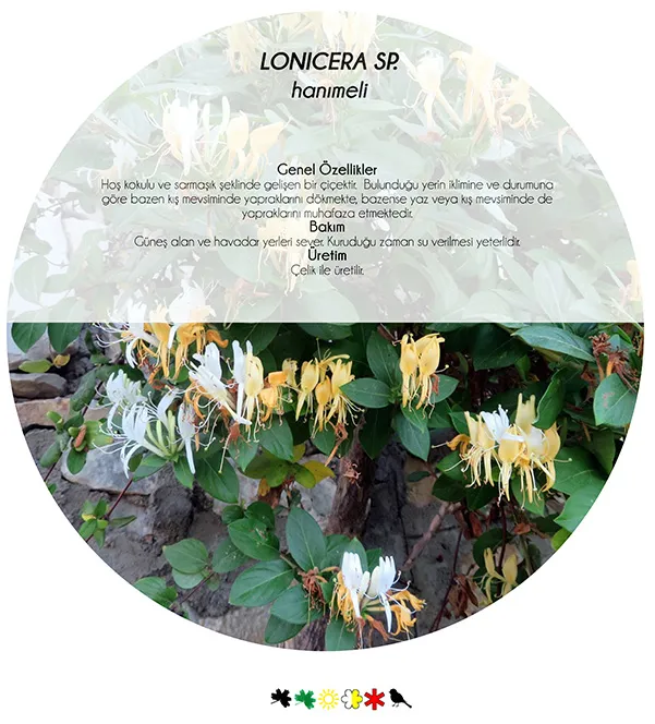 5 Nectar-Rich, Fragrant, Fruiting Plants to Draw Birds to Your Garden
