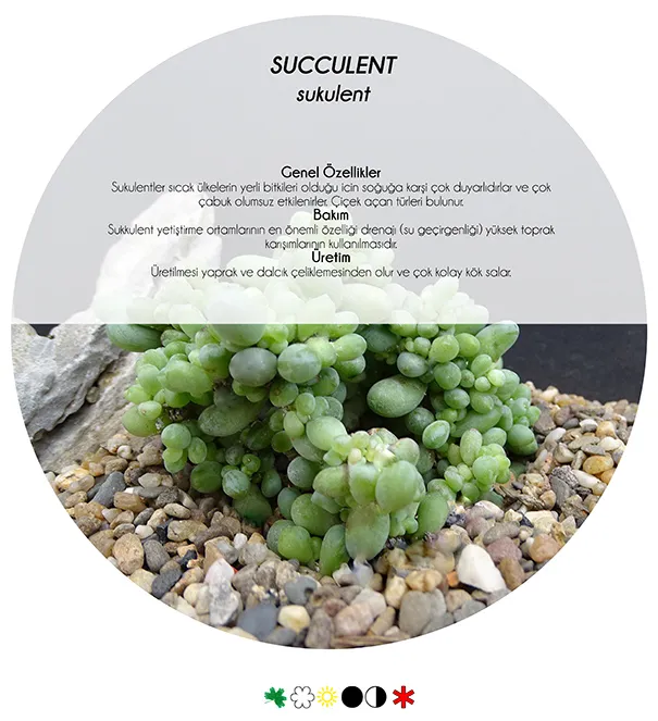 Rock Gardens and 5 Drought-Tolerant Plants